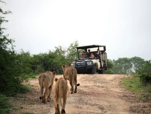 voyage safari photo afrique du sud